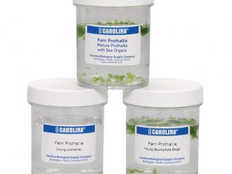 Fern Prothallia Set