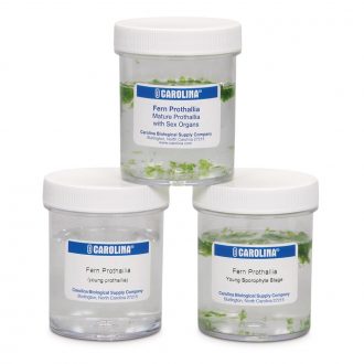 Fern Prothallia Set