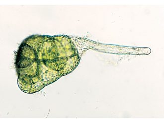 Fern Prothallia, Filamentous Stage, Living