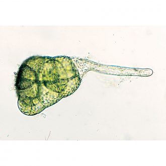 Fern Prothallia, Filamentous Stage, Living