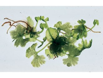 Fern Prothallia, Well-developed, Living