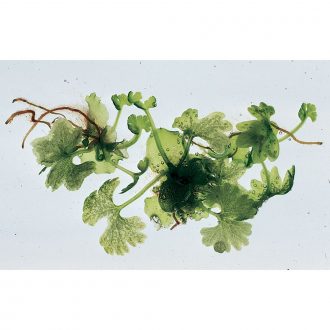 Fern Prothallia, Well-developed, Living