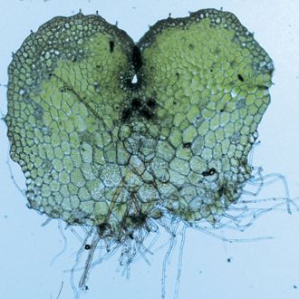 Fern Prothallia, Young, Living
