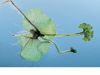 Fern Prothallia, Young Sporophytic Stage, Living