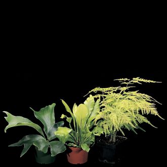 Tropical Fern, Living