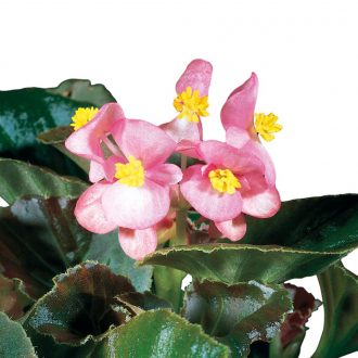 Begonia, Living