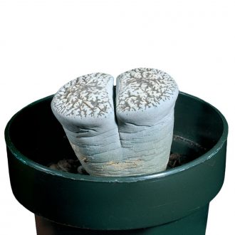 Living Stone (Lithops), Living
