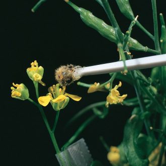 Wisconsin Fast Plants® Monohybrid Genetics Student Kit