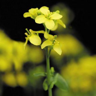 Wisconsin Fast Plants® Genetic Seed Sampler