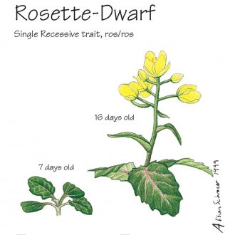 Wisconsin Fast Plants® Rosette-Dwarf Seed (Rosette), Pack of 50