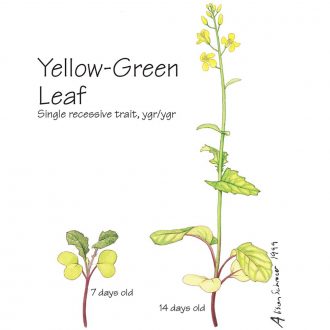 Wisconsin Fast Plants® Yellow-Green Leaf Seed (Yellow-Green), Pack of 200
