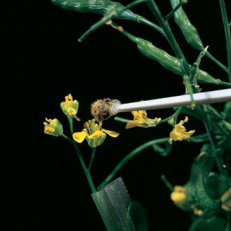 Dried Bees, Unit of 70, 3 g