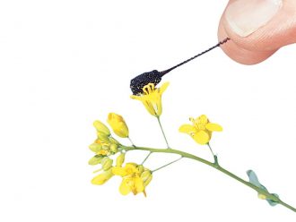 Pollination Wands, Pack of 12