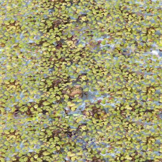 Duckweed, Living, Unit of 100-150