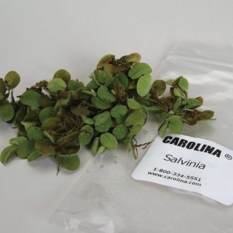 Salvinia, Living, Unit 50-100