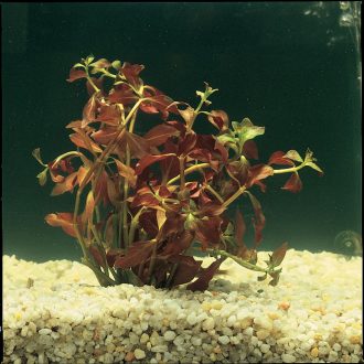 Ludwigia, Living, Pack of 12