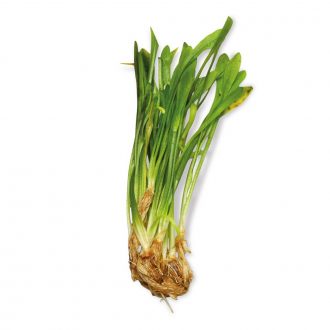 Sagittaria, Living, Pack of 12