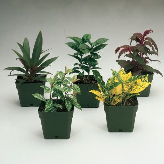Basic Tropical Foliage Set, 5 Plants