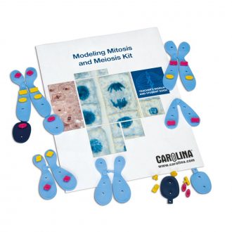 Modeling Mitosis and Meiosis 1-Station Kit