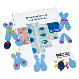 Modeling Mitosis and Meiosis 8-Station Kit