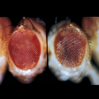 Drosophila Set, Introductory, Living