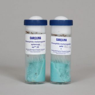 Drosophila Set, wild type and vestigial, Living