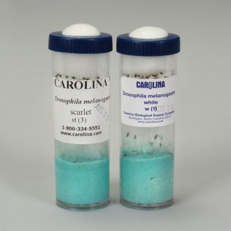 Drosophila Set, Sex-Linked, wild and white, Living