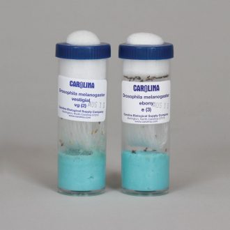 Drosophila Set, Independent Assortment, vestigial and ebony, Living