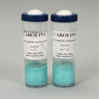 Drosophila Set, Gene Interaction, brown and scarlet, Living