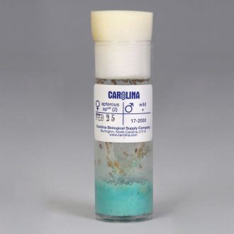 Drosophila, Living, F₁ apterous x wild Cross, Vial of 50–70