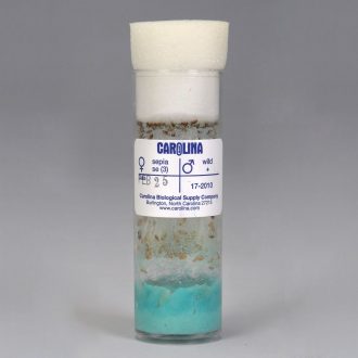 Drosophila, Living, F₁ sepia x wild Cross, Vial of 50–70