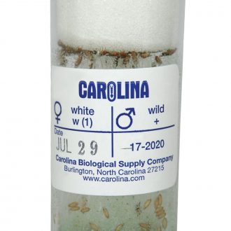 Drosophila, Living, F₁ white x wild Cross, Vial of 50–70