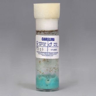 Drosophila, Living, F₁ apterous x sepia Cross, Vial of 50–70