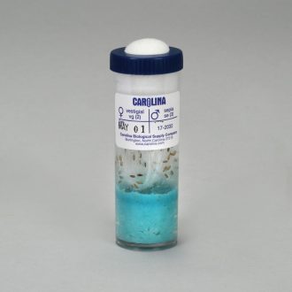 Drosophila, Living, F₁ vestigial x sepia Cross, Vial of 50–70