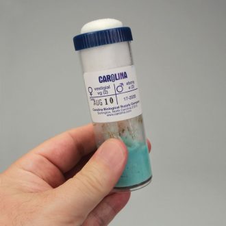 Drosophila, Living, F₁ vestigial x ebony Cross, Vial of 50–70