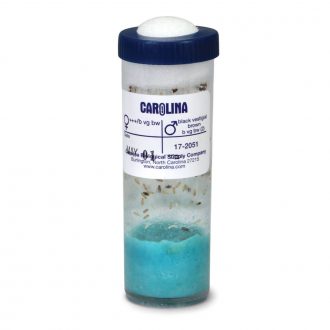 Drosophila, Living, Three-Point Linkage, Vial of 50–70