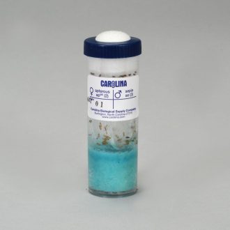 Drosophila, Living, F₁ Custom Cross, Vial of 50–70