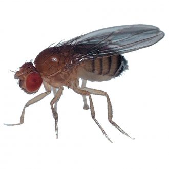 Carolina® Chromatography of Drosophila Eye Pigments Kit, Drosophila Cultures Refill