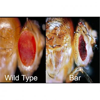 Drosophila, Living, Bar, Chromosome 1 Mutant, Vial of 25–30