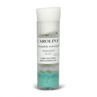Drosophila, Living, miniature, Chromosome 1 Mutant, Vial of 25–30