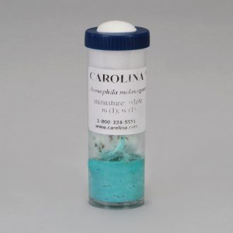 Drosophila, Living, White Miniature, Culture