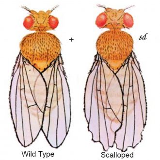 Drosophila, Living, scalloped, Chromosome 1 Mutant, Vial of 25–30