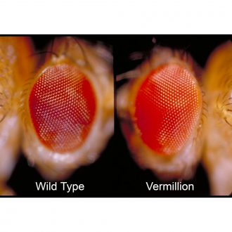 Drosophila, Living, vermilion, Chromosome 1 Mutant, Vial of 25–30
