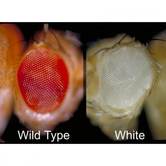 Drosophila, Living, white, Chromosome 1 Mutant, Vial of 25–30