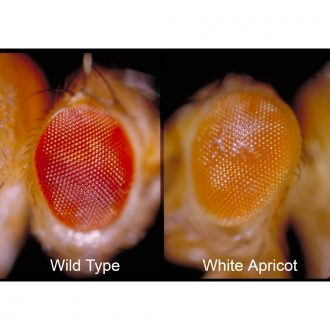 Drosophila, Living, white-apricot, Chromosome 1 Mutant, Vial of 25–30
