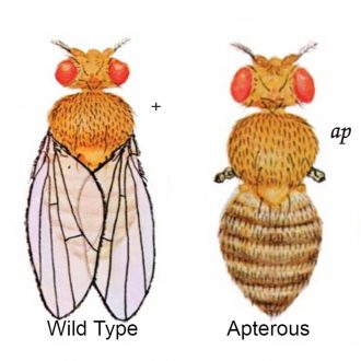 Drosophila, Living, apterous, Chromosome 2 Mutant, Vial of 25–30