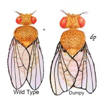 Drosophila, Living, dumpy, Chromosome 2 Mutant, Vial of 25–30