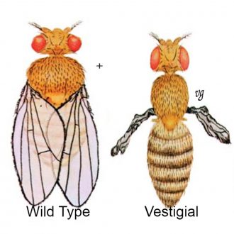 Drosophila, Living, vestigial, Chromosome 2 Mutant, Vial of 25–30