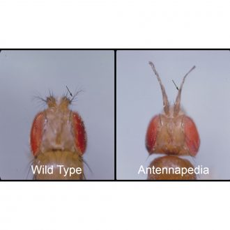 Drosophila, Living, Antennapedia, Chromosome 3 Mutant, Vial of 25–30