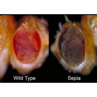 Drosophila, Living, sepia, Chromosome 3 Mutant, Vial of 25–30